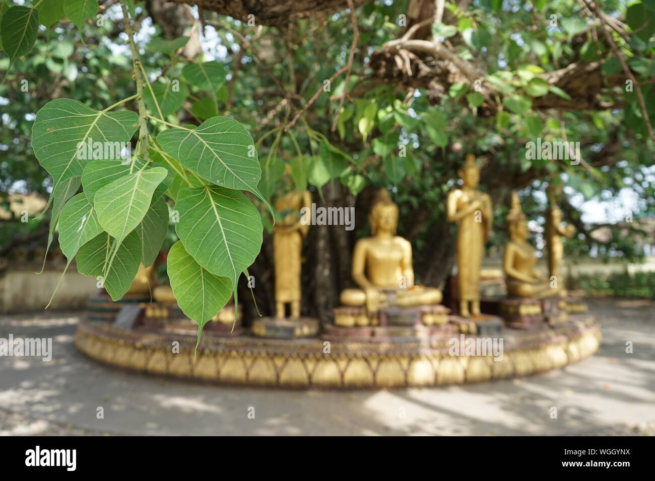 Featured image of post Buddhist Bo Tree Wallpaper Dreamstime is the world s largest stock photography community