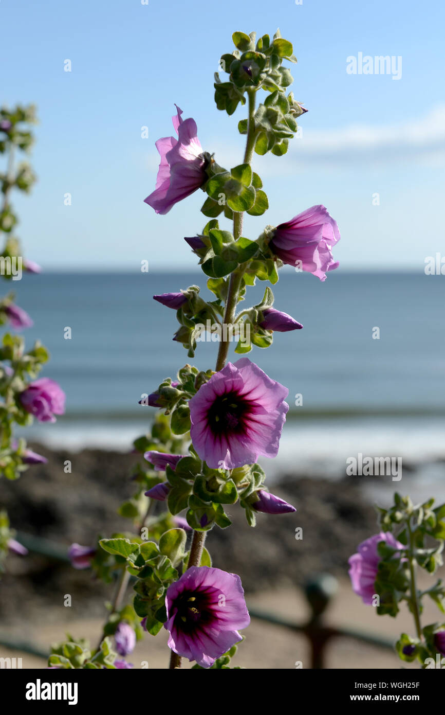 Malva sylvestris- Common Mallow growing on sheltered sea cliffs Gower, Wales Stock Photo