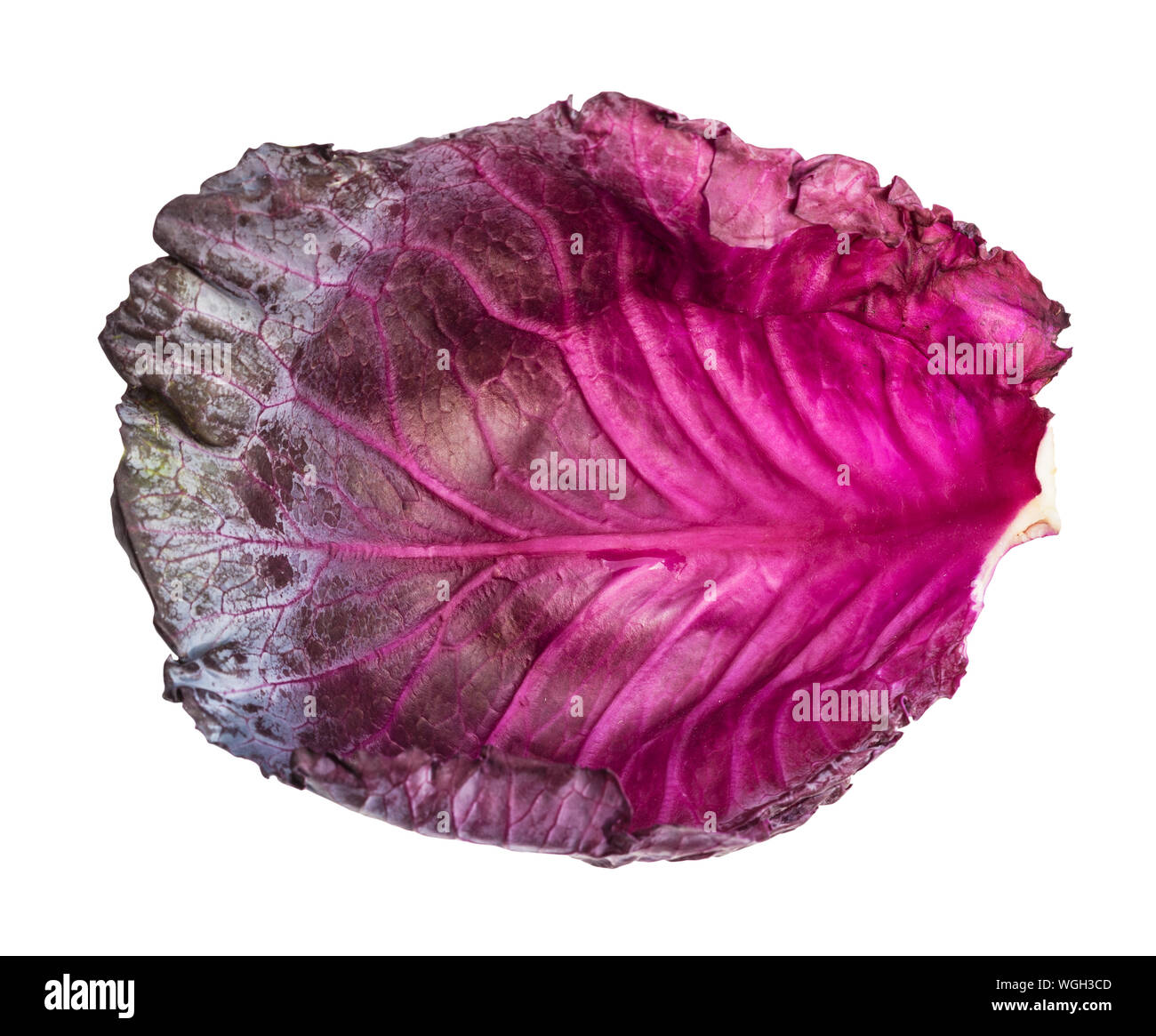 purple leaf of ripe red cabbage isolated on white background Stock Photo