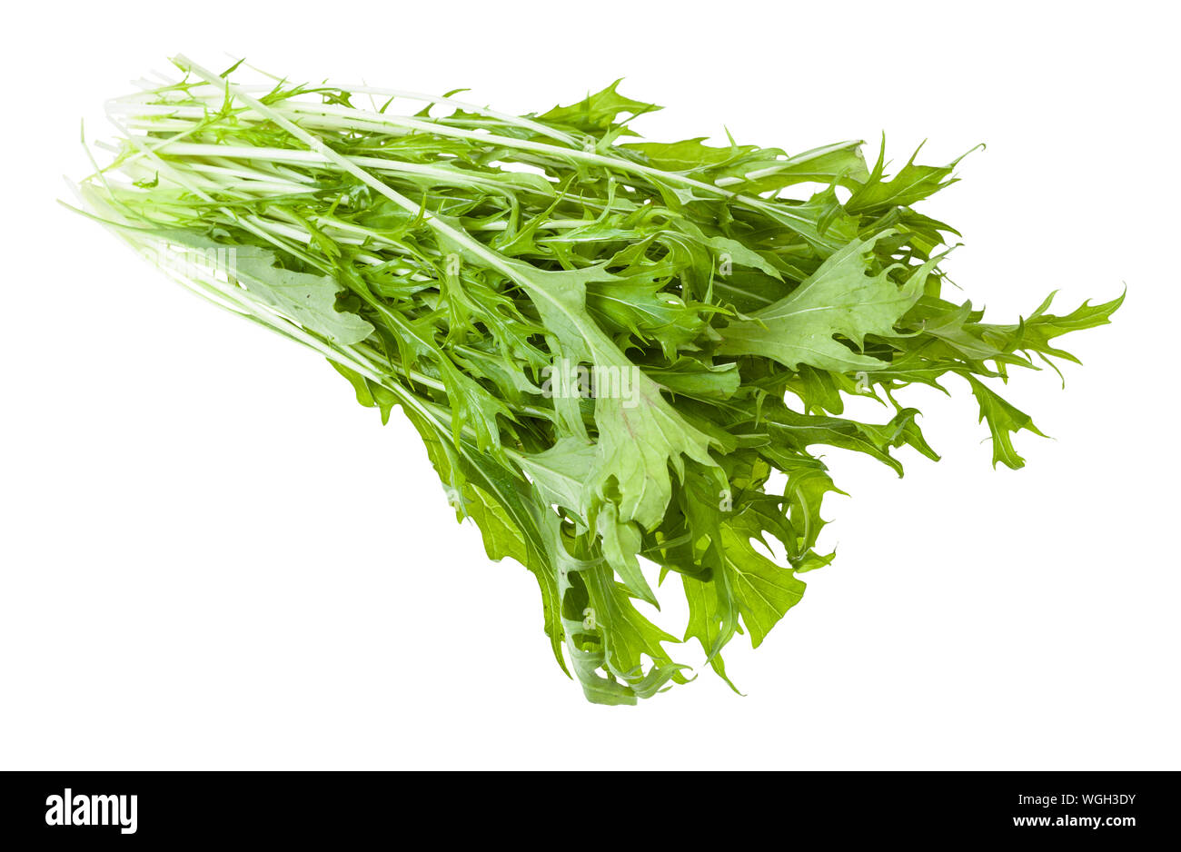 bunch of green mizuna (Japanese mustard greens) plant isolated on white background Stock Photo