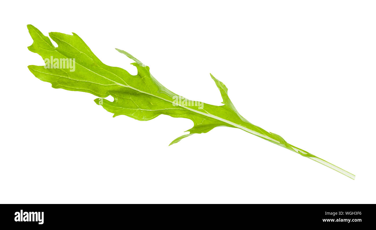 fresh leaf of mizuna (Japanese mustard greens) plant isolated on white