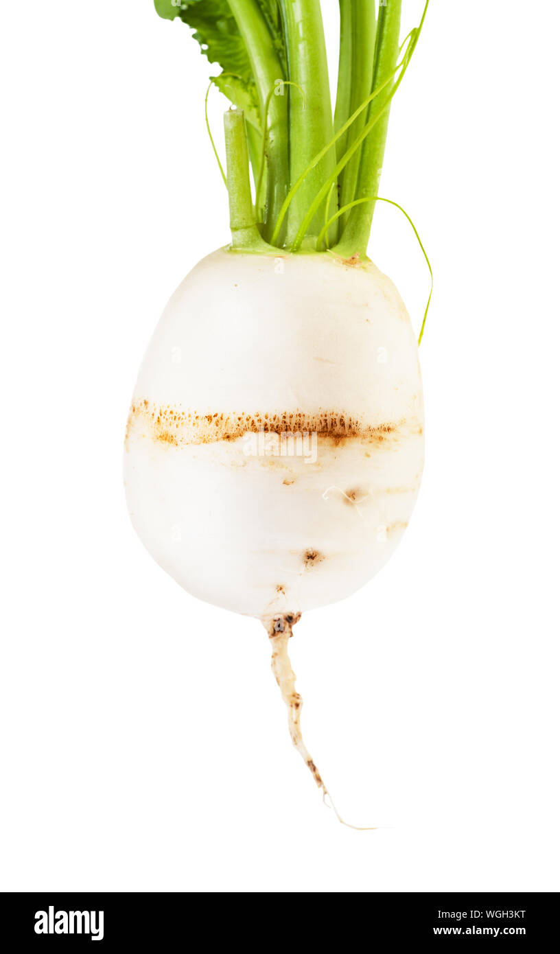 fresh organic root of Kokabu japanese white salad turnip close-up isolated on white background Stock Photo