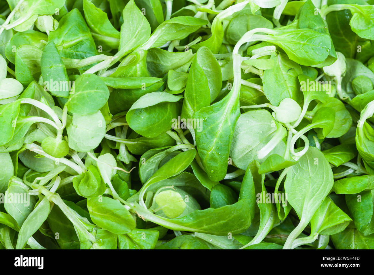 natural food background - green corn salad (mache, feld salat, etc) close-up Stock Photo