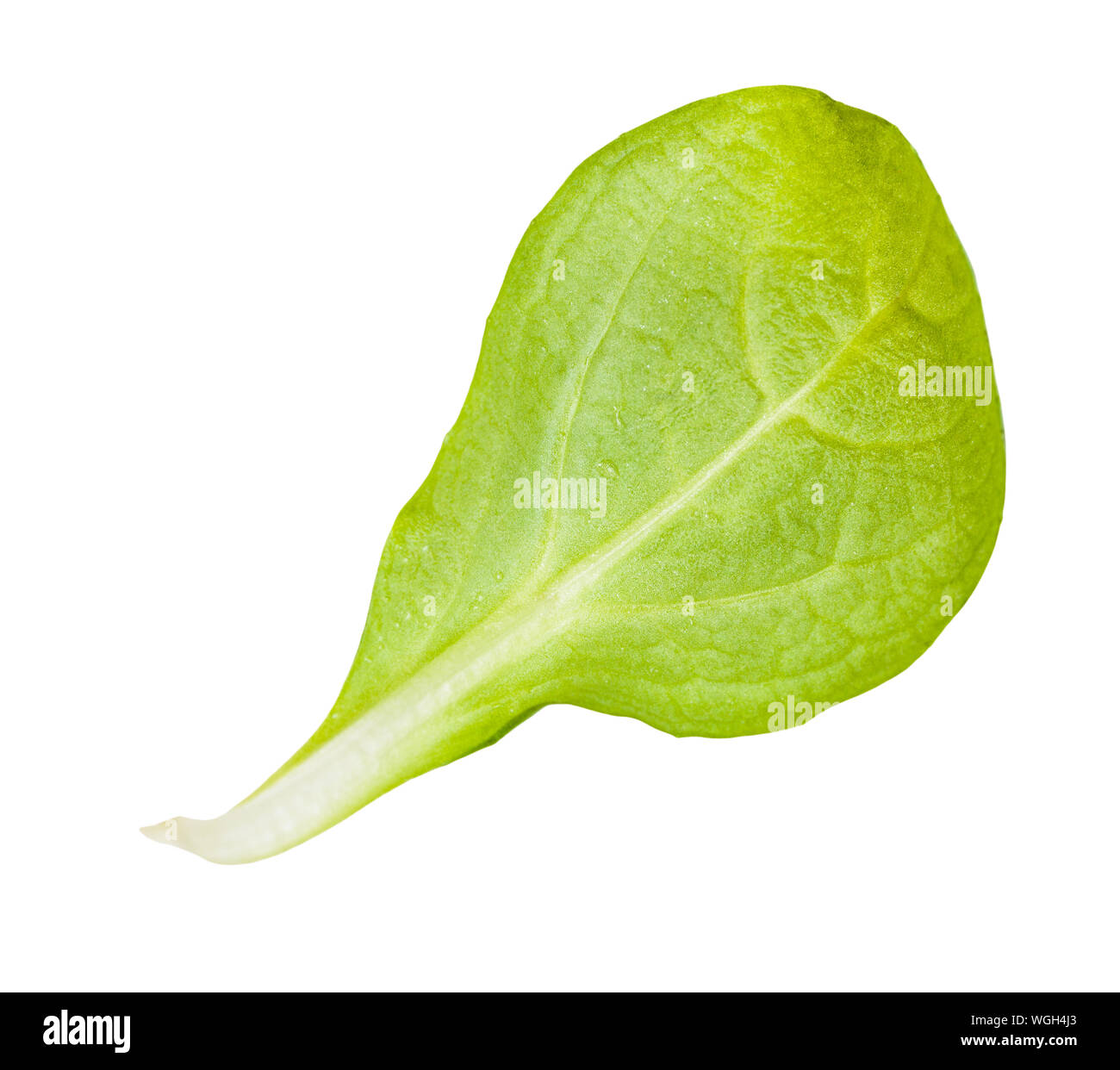 back side of green leaf of corn salad (mache, feld salat, etc) isolated on white background Stock Photo