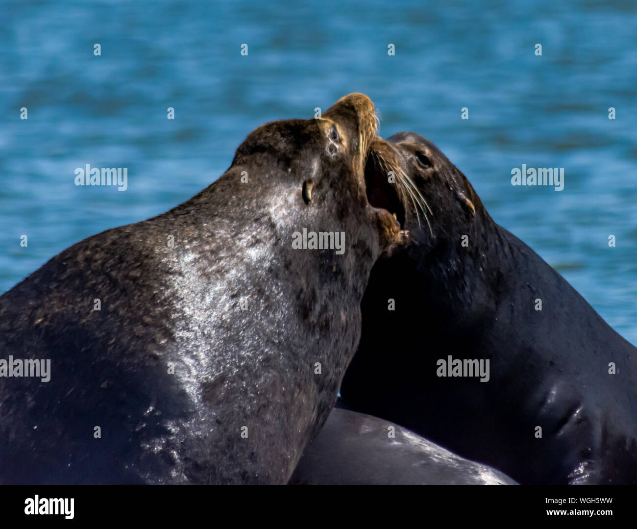 Close up of seals hires stock photography and images Alamy