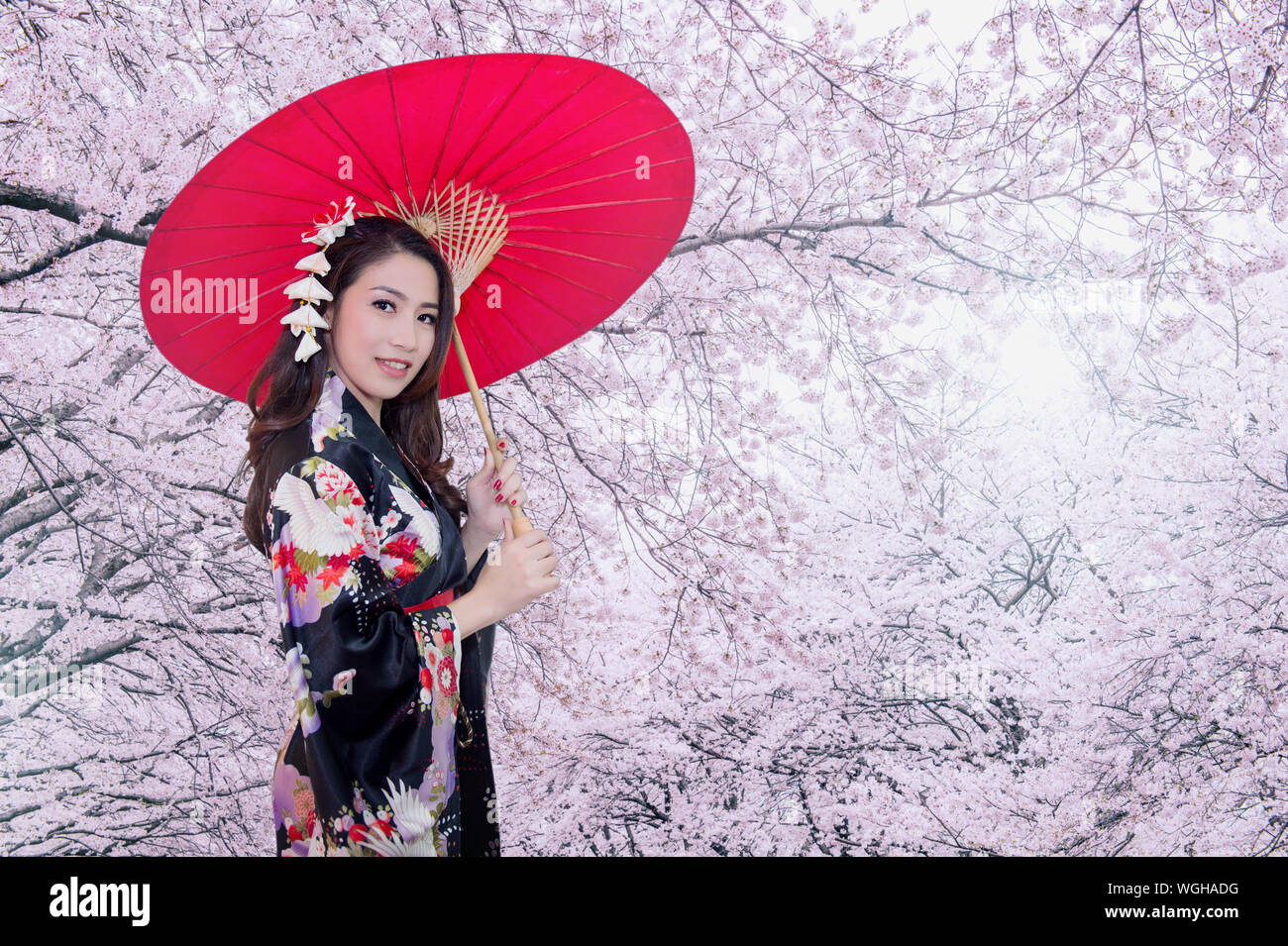 Portrait Of Woman In Kimono Holding Red Umbrella Against Pink Cherry Blossoms Stock Photo