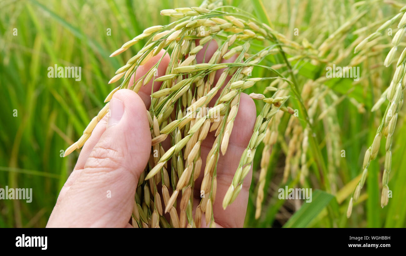 Hand tenderly touching a young rice in the paddy field,Hand holding