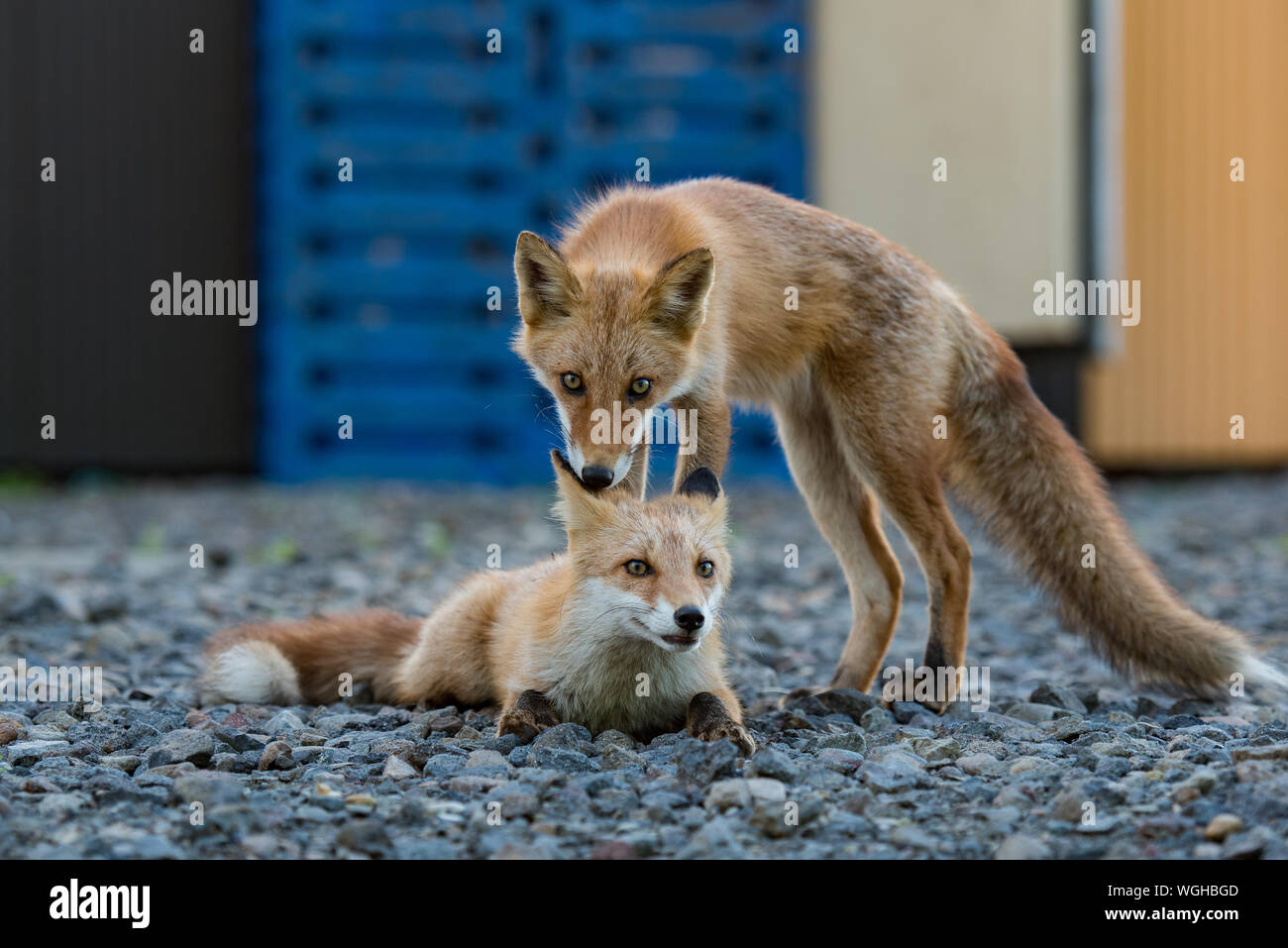 Close Up Foxes High Resolution Stock Photography and Images - Alamy