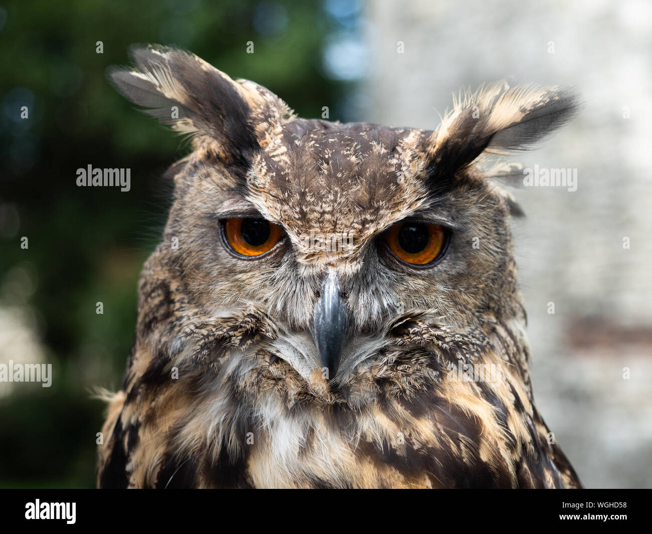Portrait of a Eurasian Eagle Owl face and head Stock Photo