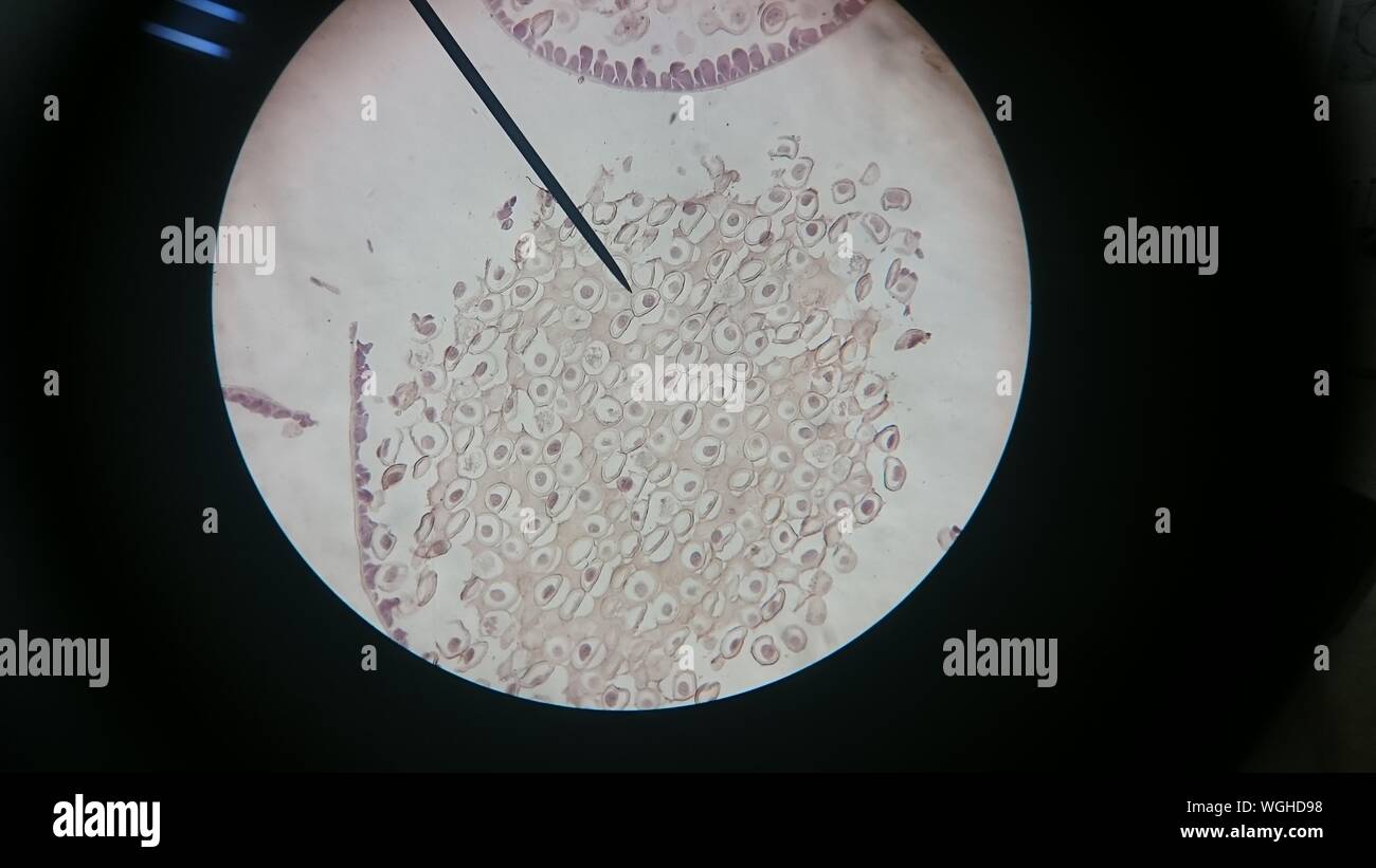 Cell biology black background hi-res stock photography and images - Alamy