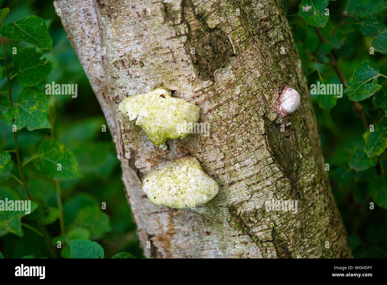 Mushrooms growing on birch tree hires stock photography and images Alamy