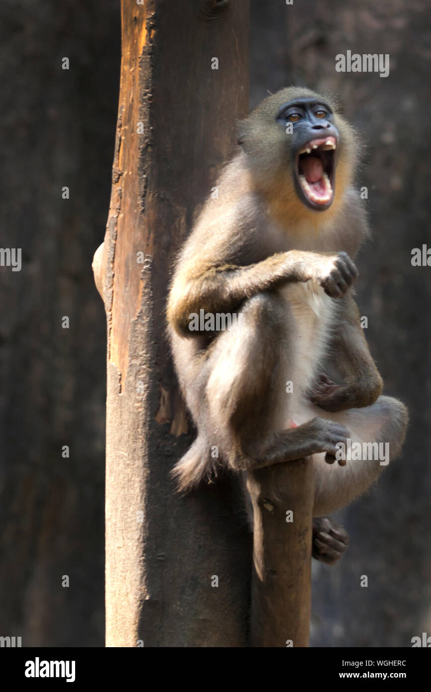 Monkey call hi-res stock photography and images - Alamy