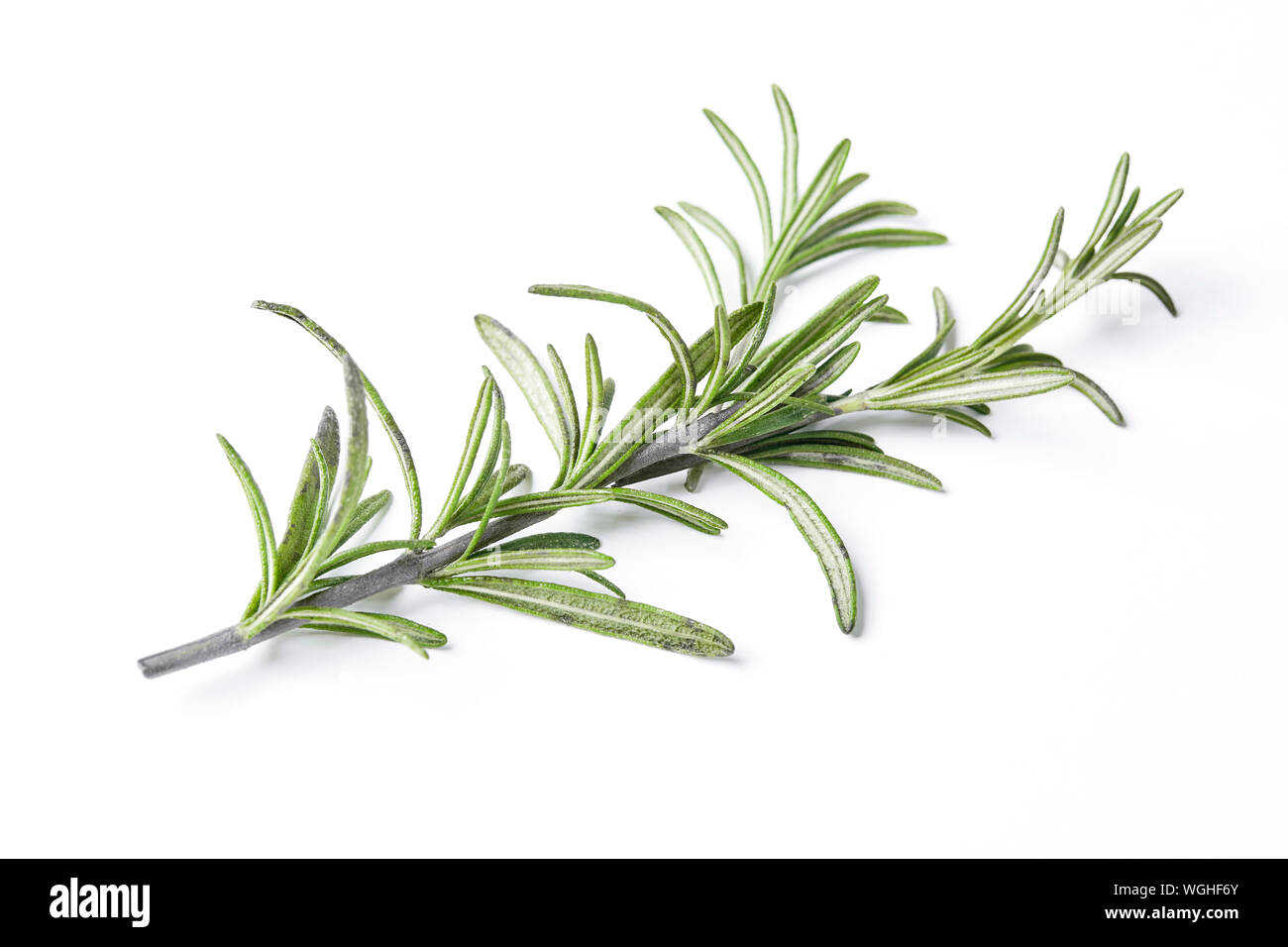 Closeup Of Rosemary Leaves Over White Background Stock Photo Alamy