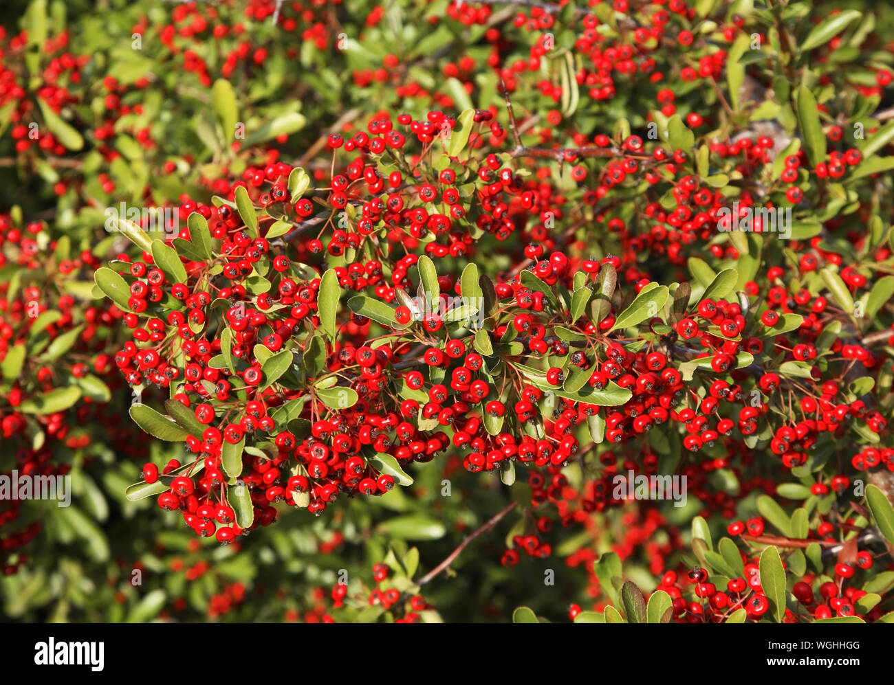 Berry bush  near Evzonoi. Administrative region Central Macedonia. Greece Stock Photo