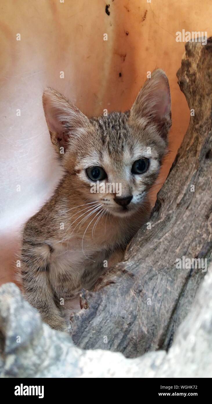 Close-up Portrait Kitten By Wood Stock Photo