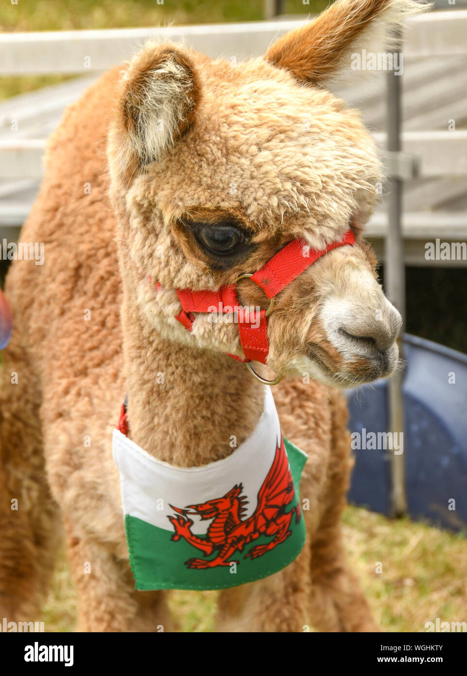 BUILTH WELLS, POWYS, WALES - JULY 2018: Young llama with a Welsh flag around its neck at the Royal Welsh Show Stock Photo