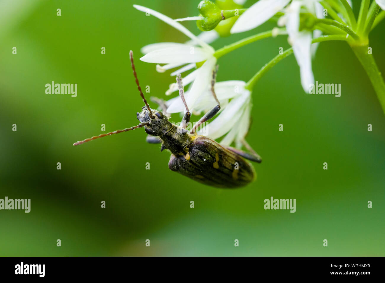 A Two-banded Longhorn Beetle (Rhagium bifasciatum) on a Ransom Flower in Long Wood in the Mendip Hills, Somerset, England. Stock Photo