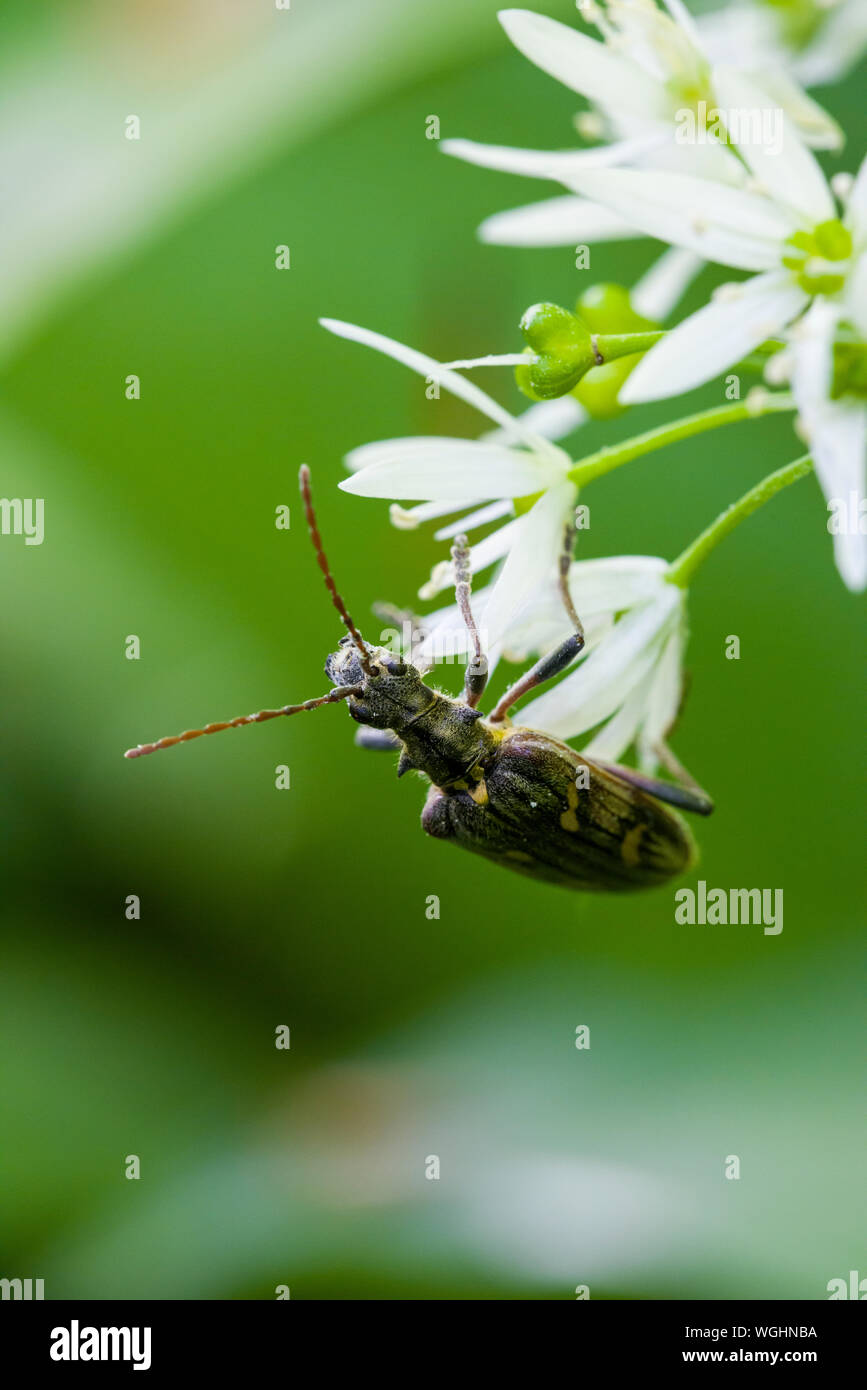 A Two-banded Longhorn Beetle (Rhagium bifasciatum) on a Ransom Flower in Long Wood in the Mendip Hills, Somerset, England. Stock Photo