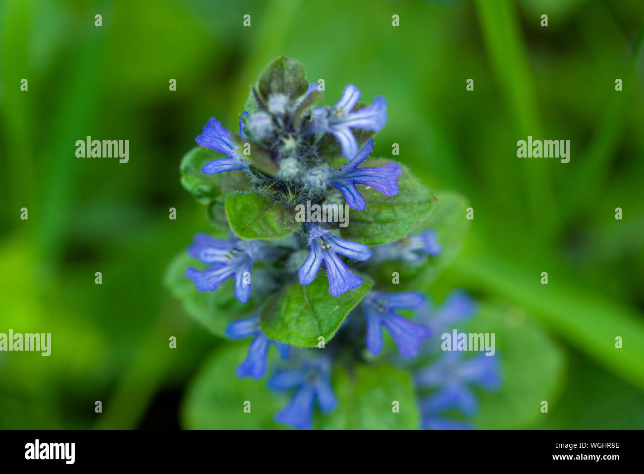 Bugle flowers hires stock photography and images Alamy