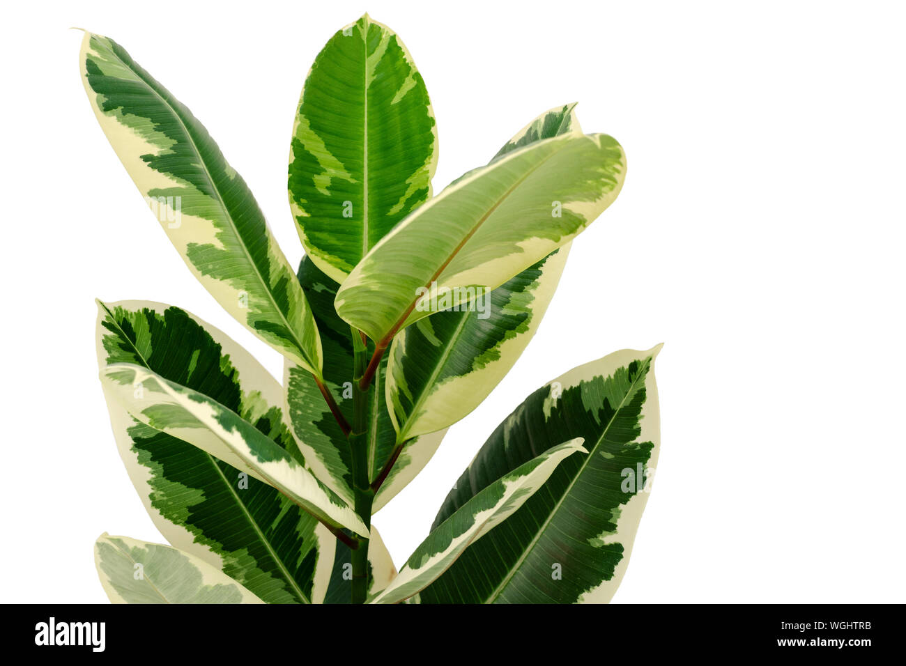 Variegated ficus Variegata isolated on white background. Home decor. Stock Photo