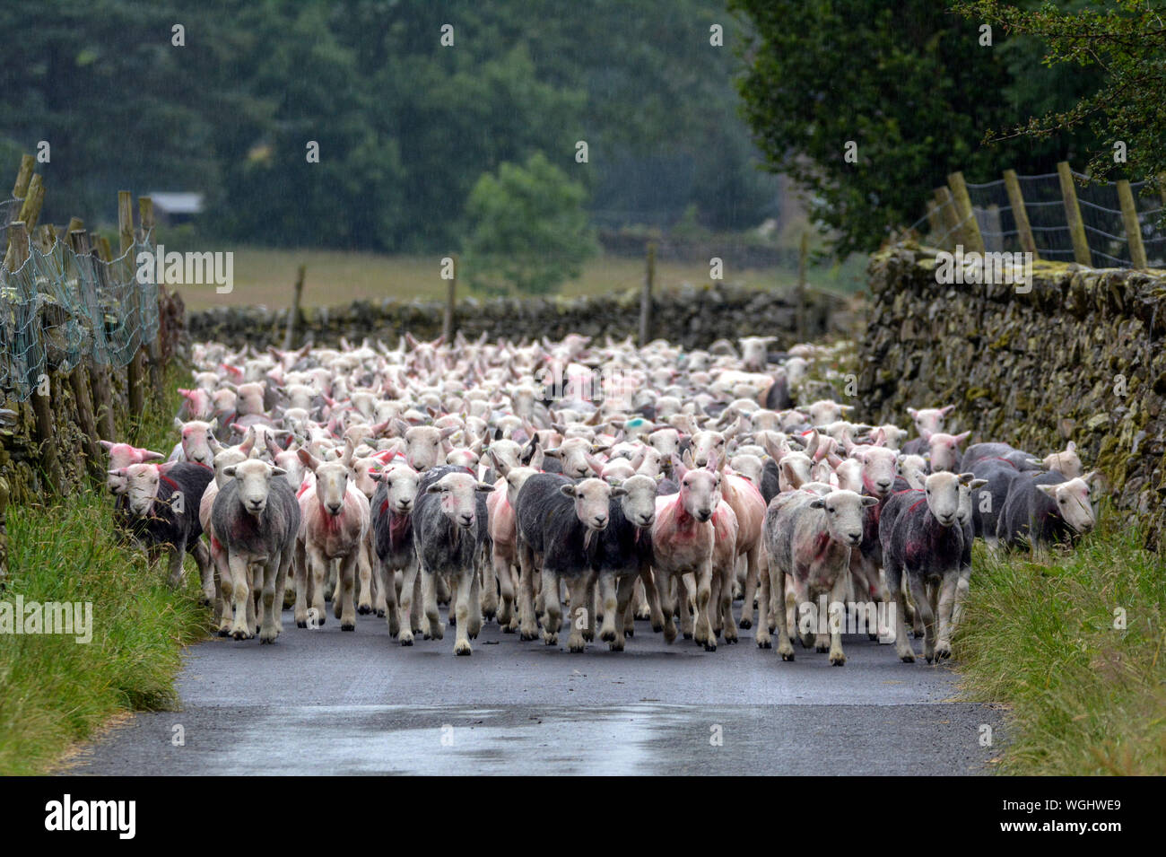 Flock Of Sheep On Road Against Trees Stock Photo