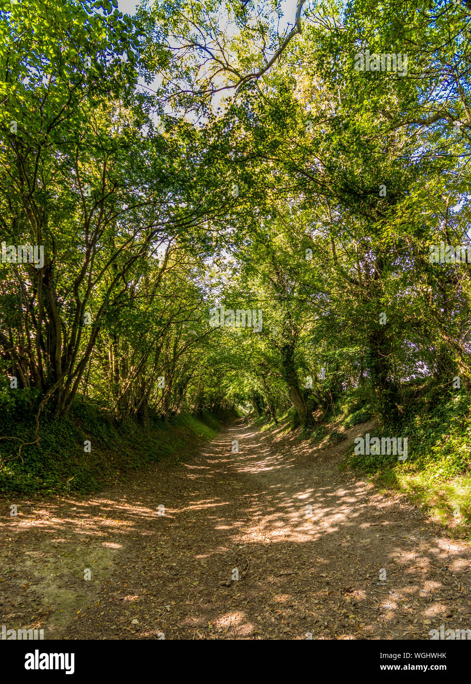 Tree tunnel over the footpath to Halnaker windmill near Chichester ...