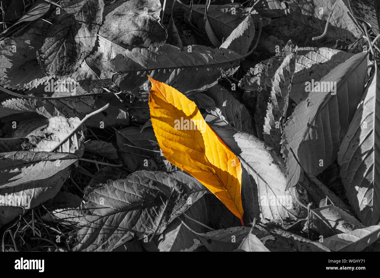 Fallen colorless leaves, among them one bright yellow. Uniqueness, difference, individuality and standing out from the crowd concept Stock Photo