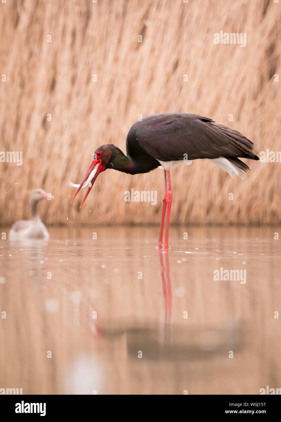 Bird Hunting In Lake Stock Photo