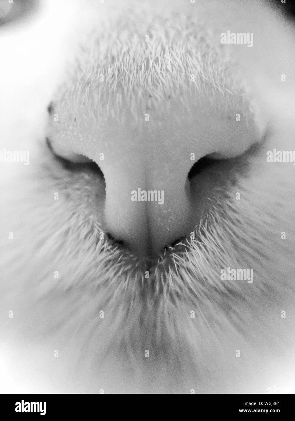 Extreme Closeup Of Cat Nose Stock Photo Alamy