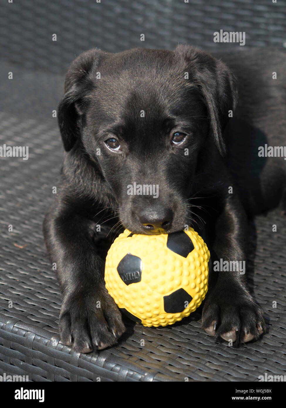 black lab 3 months old