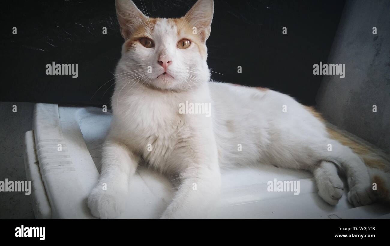 cat on kitchen counter