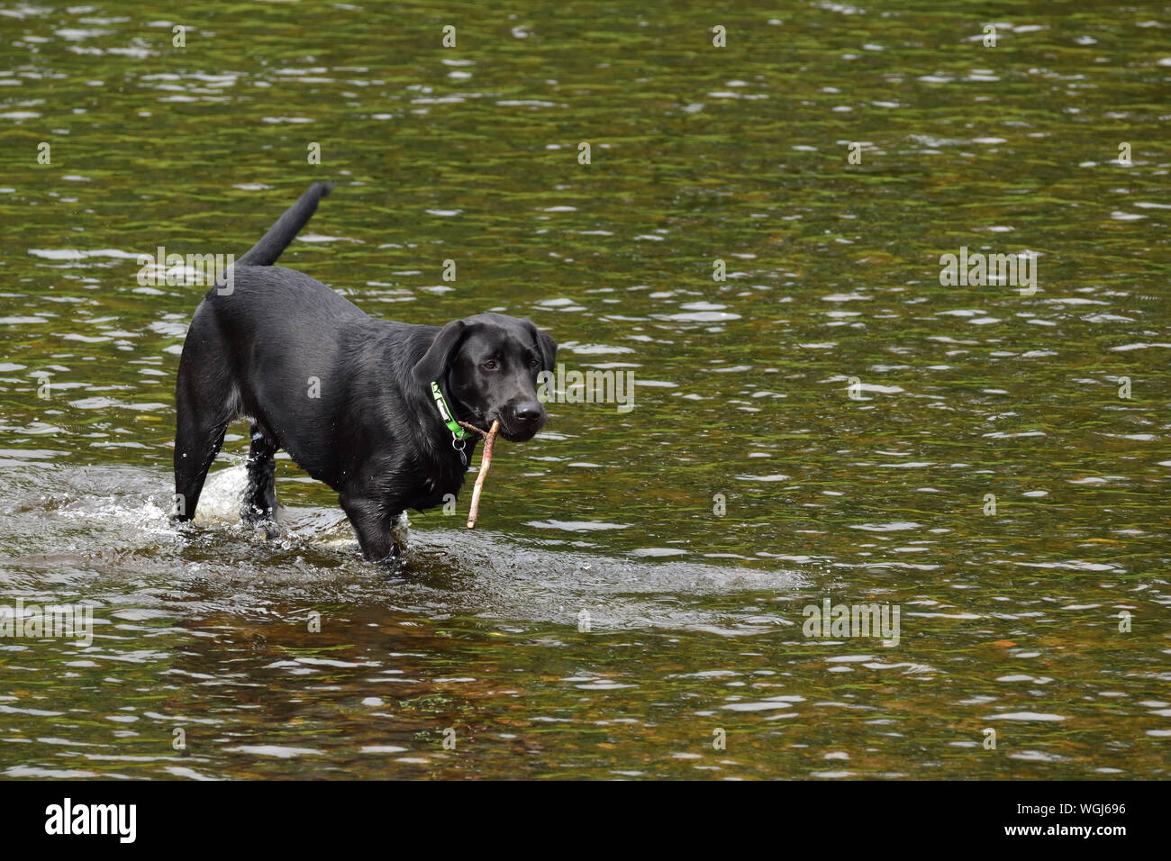 Black Labrador Puppy with stick paddling in the River Derwent Stock Photo