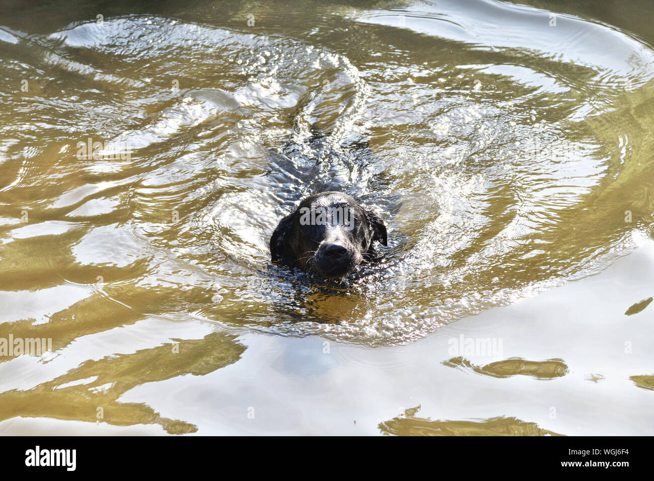 Black Labrador Puppy Swimming in the River Derwent at Chatsworth Stock Photo