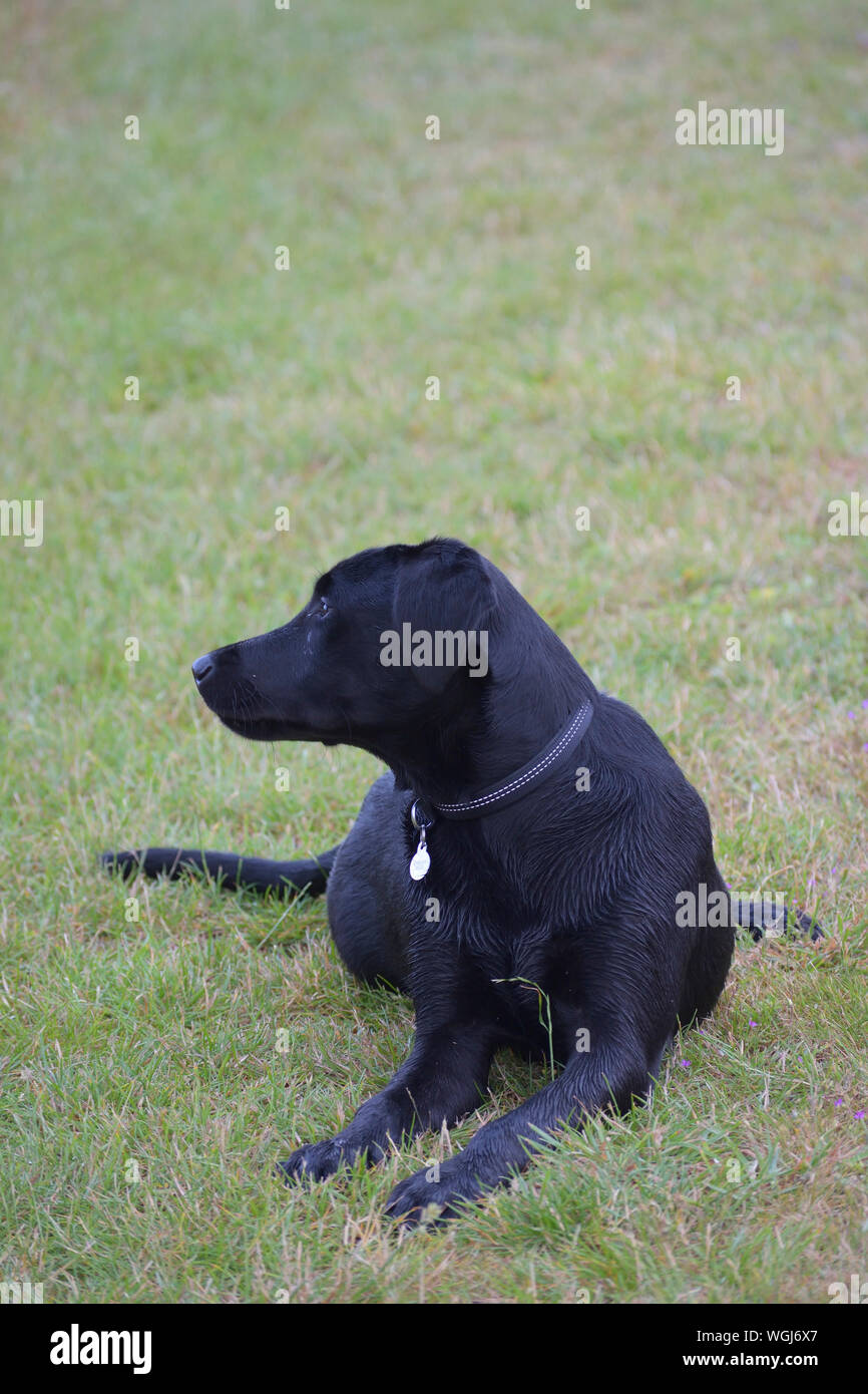 Black Labrador Puppy lying down on grass Stock Photo
