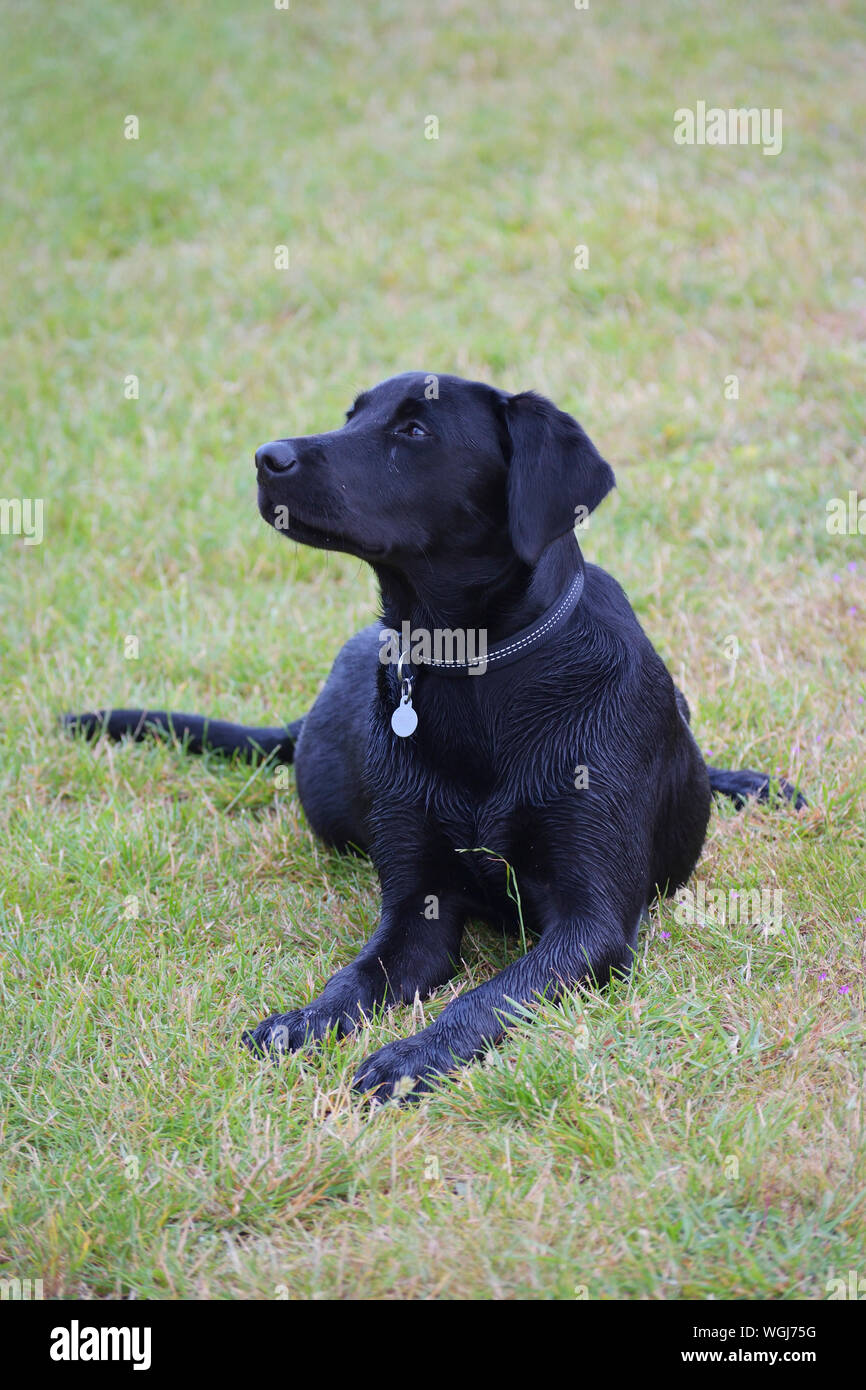 Black Labrador Puppy lying down on grass Stock Photo