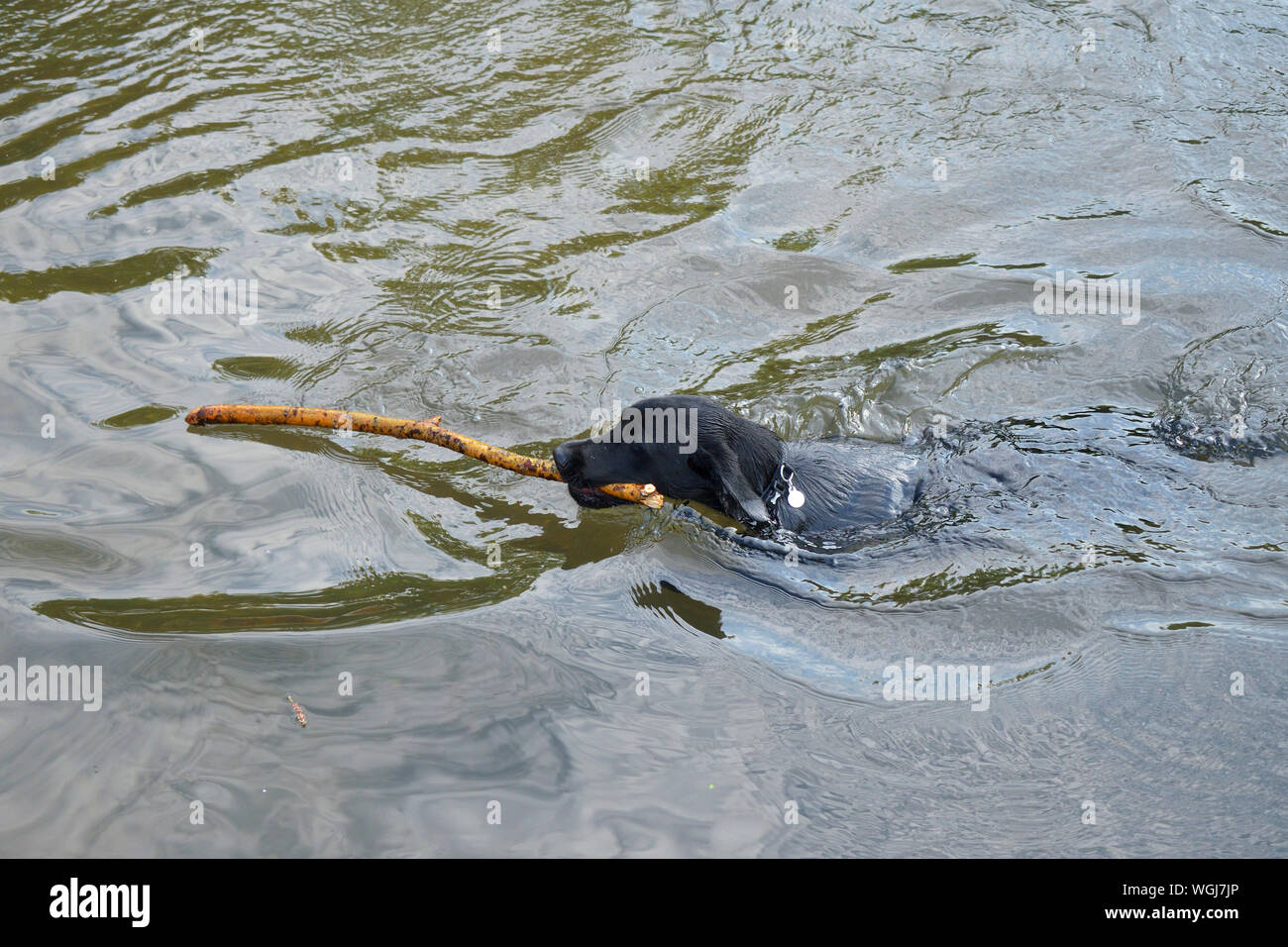 Black Labrador Puppy Swimming in the River Derwent at Chatsworth Stock Photo