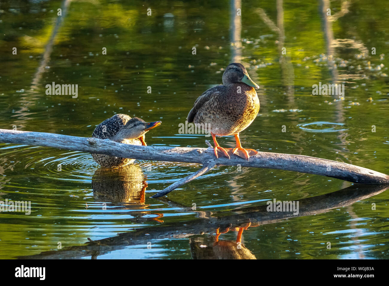 Close-up Of Mallard Dusks On Branch In Lake Stock Photo