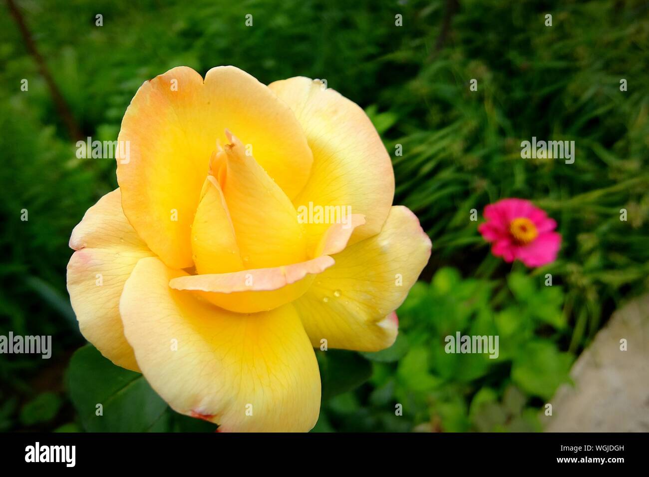 Yellow gardenia hi-res stock photography and images - Alamy