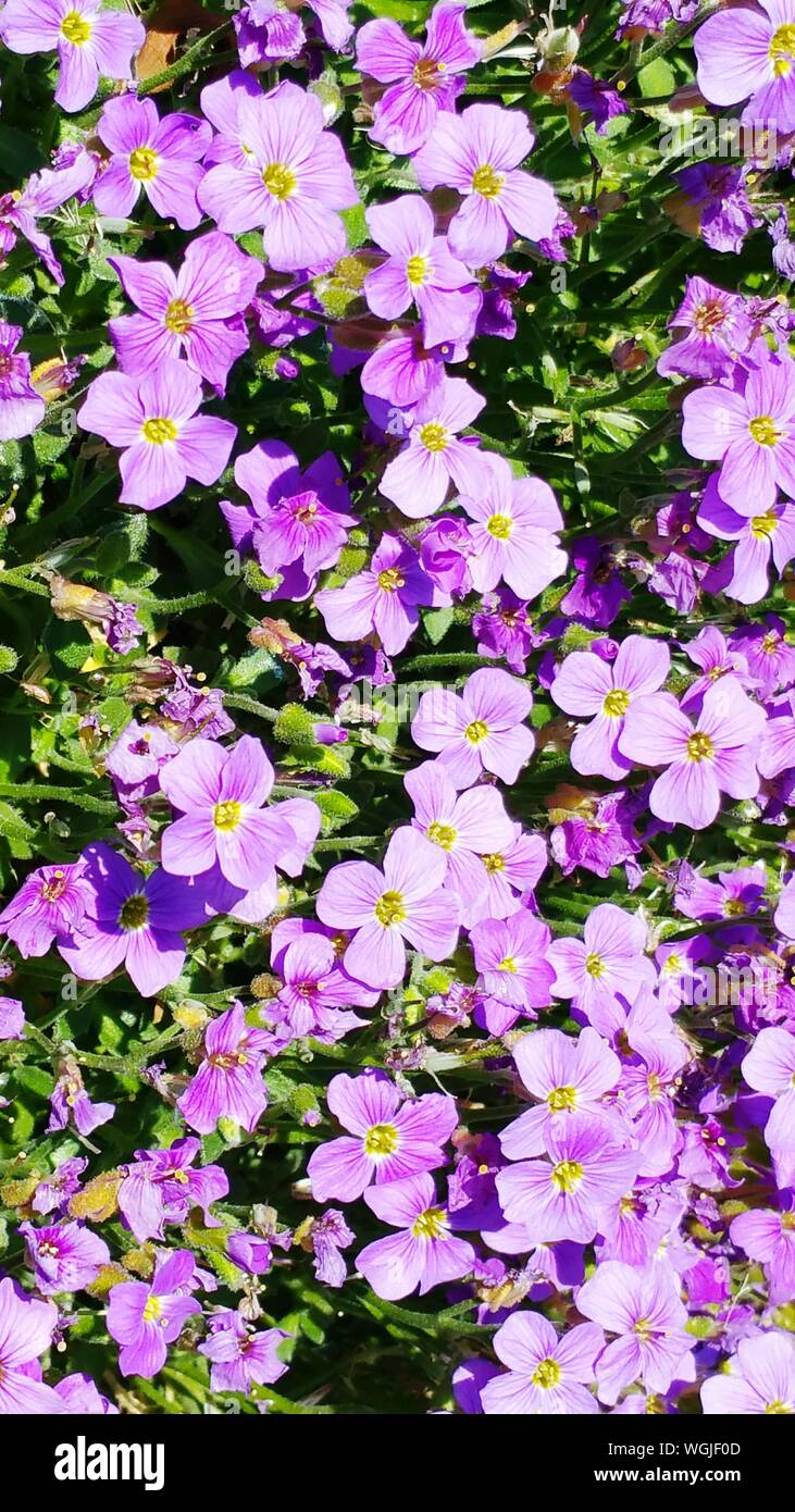 Purple flower carpet hires stock photography and images Alamy
