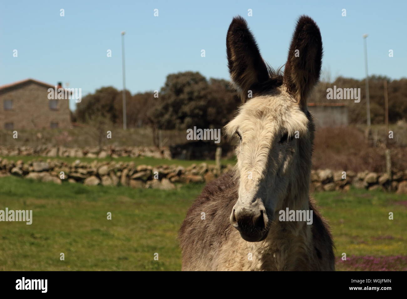 burro en Zamora, Castilla y Leon, España Stock Photo