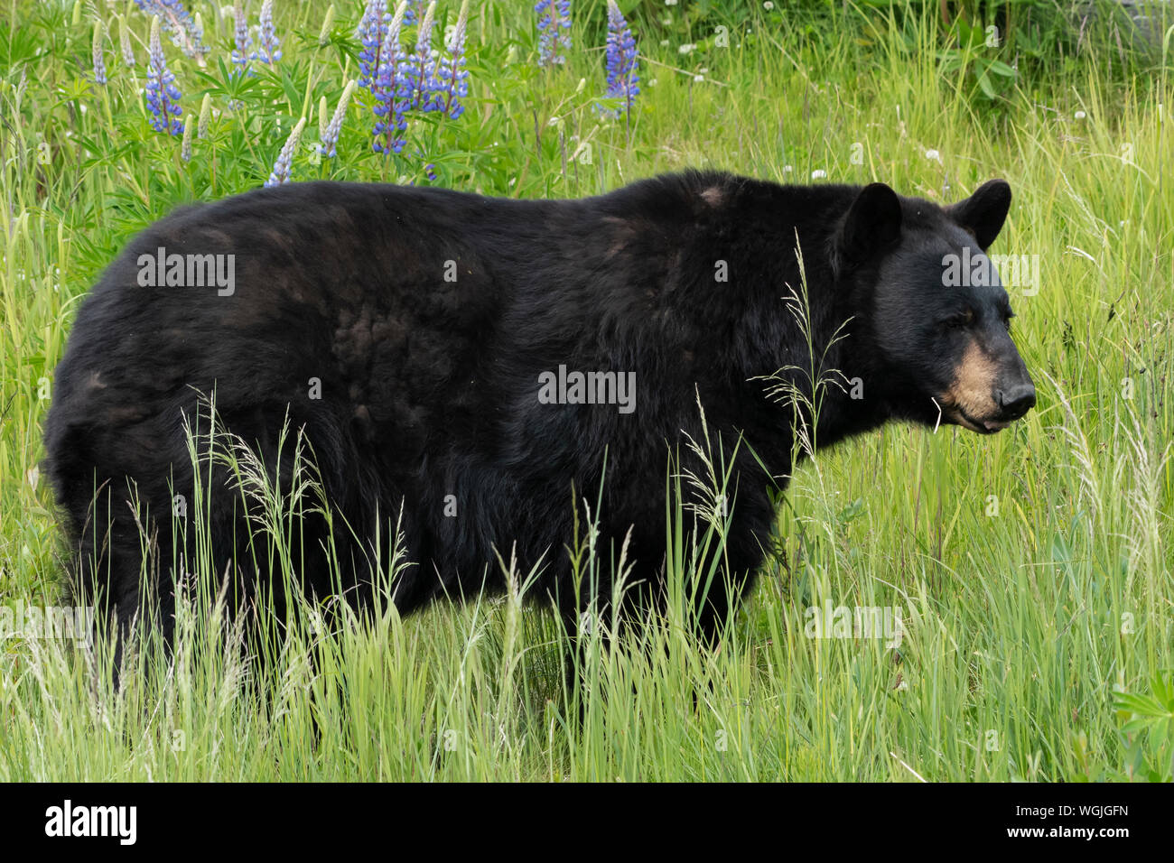 Kenai peninsula wildlife viewing hi-res stock photography and images ...