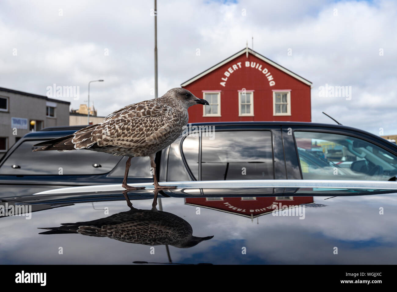 Herring gull first winter plumage hires stock photography and images