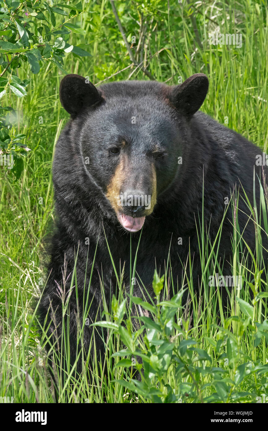 North America; United States; Alaska; Kenai Peninsula; Wildlife; American Black Bear; Ursus americanus; Summer Stock Photo