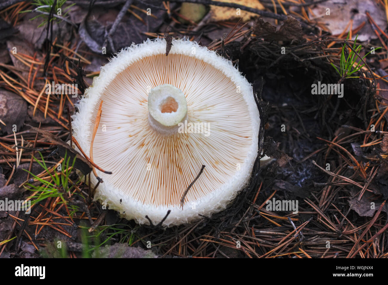 Edible mushroom Lactarius torminosus in natural conditions among the grass and leaves. Stock Photo