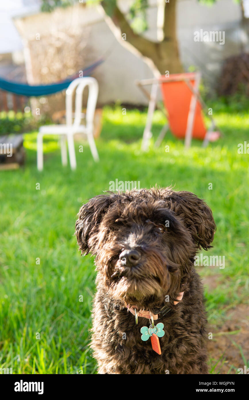 Dog sitting out in backyard garden schnauzer poodle mix schnoodle puppy Stock Photo