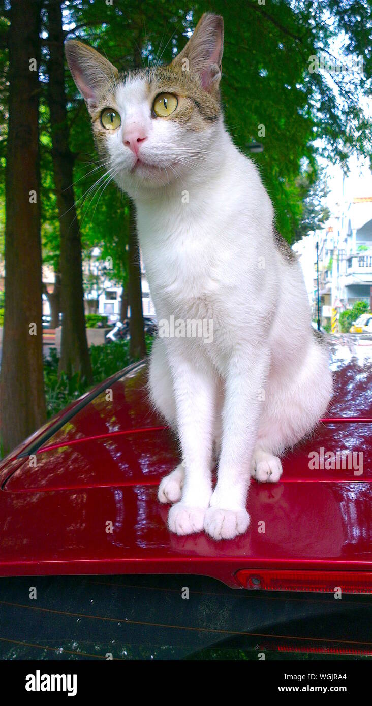 Cat on the roof of the car hires stock photography and images Alamy