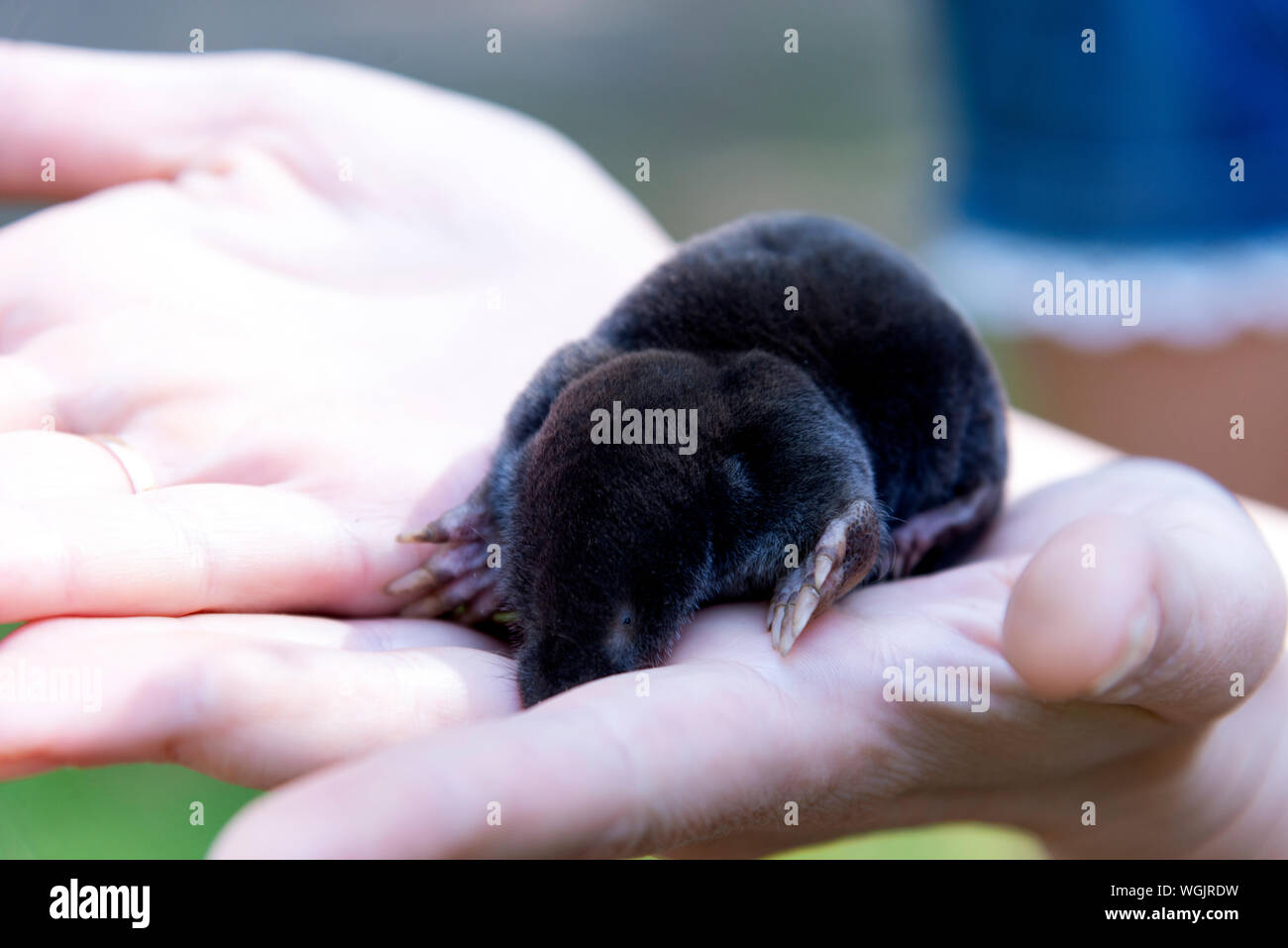 Black Mole On The Palms Of A Woman Garden Pests Stock Photo Alamy