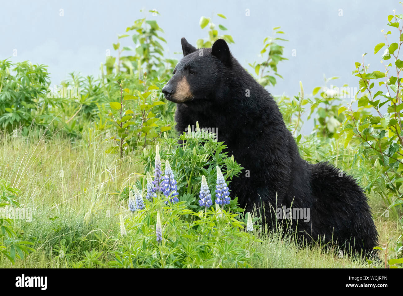 Kenai peninsula wildlife viewing hi-res stock photography and images ...