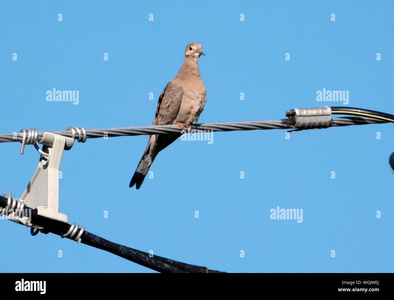 Bird Junction At the junction Stock Photo - Alamy