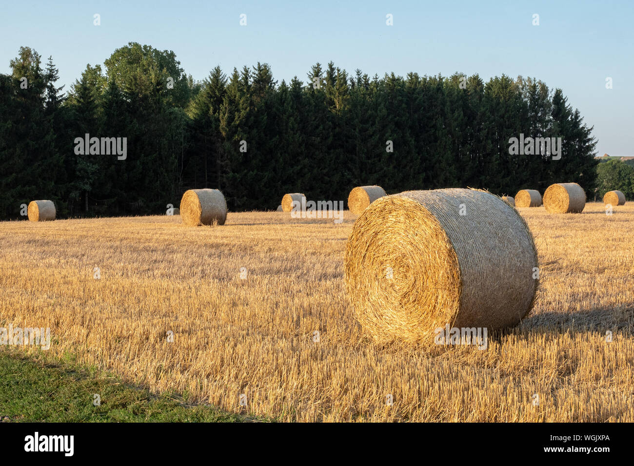 Round bales of straw on stubble field after grain harvest hi-res stock ...